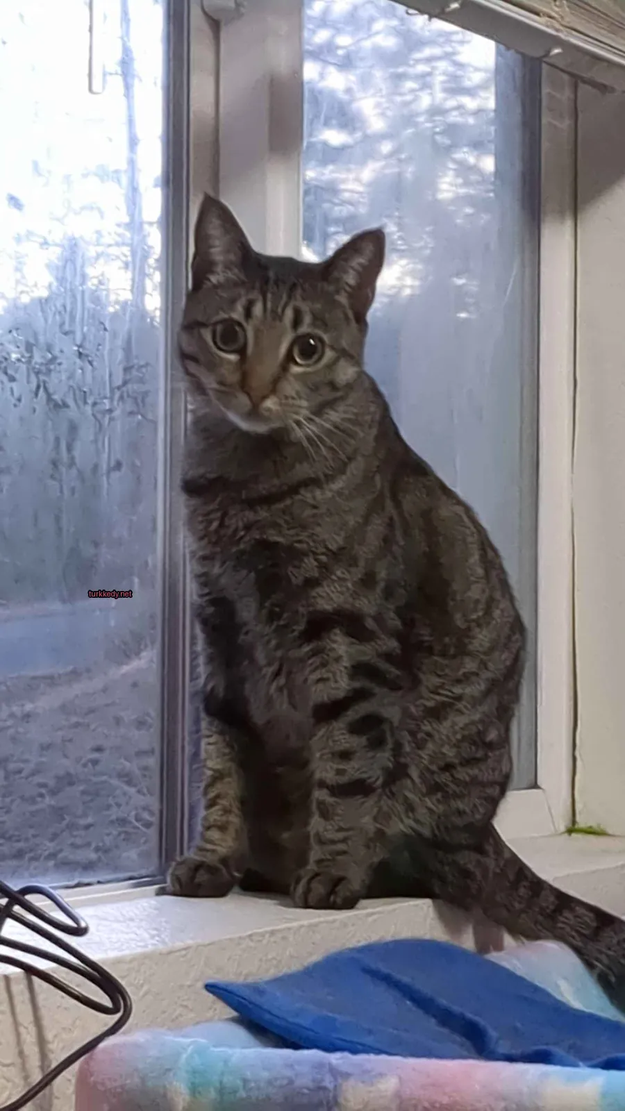 Gri ve siyah şeritli bir kedi pencere kenarında oturuyor.