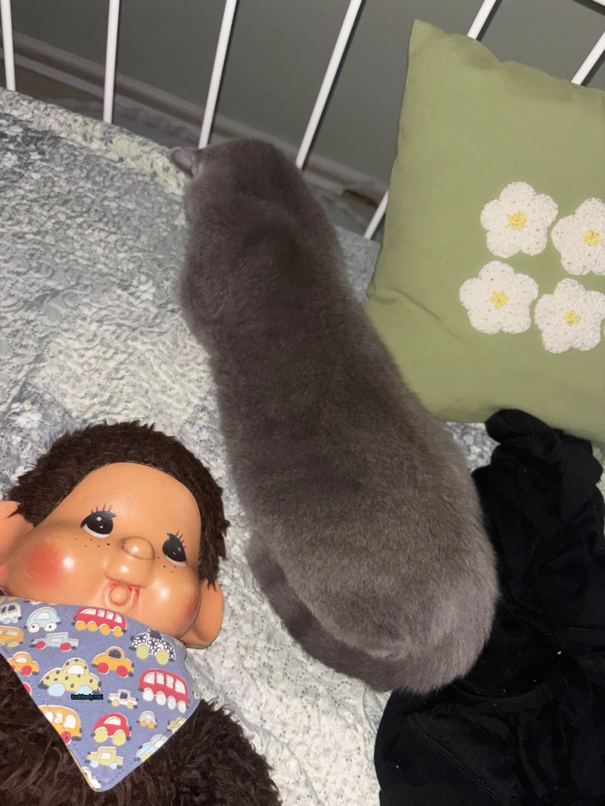 Bir gri kedi bir oyuncak hayvanın yanındaki yatakta yatıyor.
