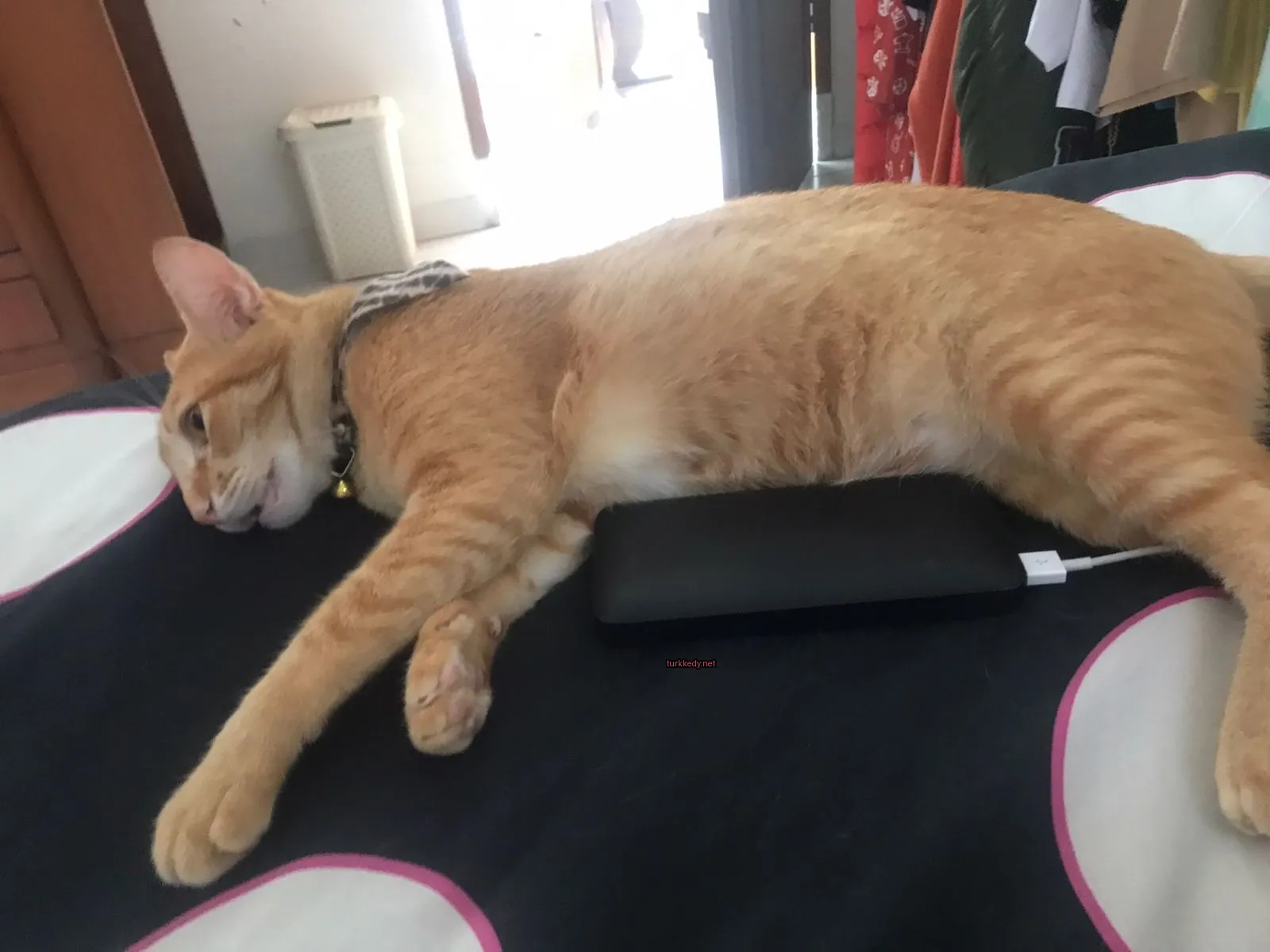 Koyu ve beyaz bir kedi yatakta yatıyor.