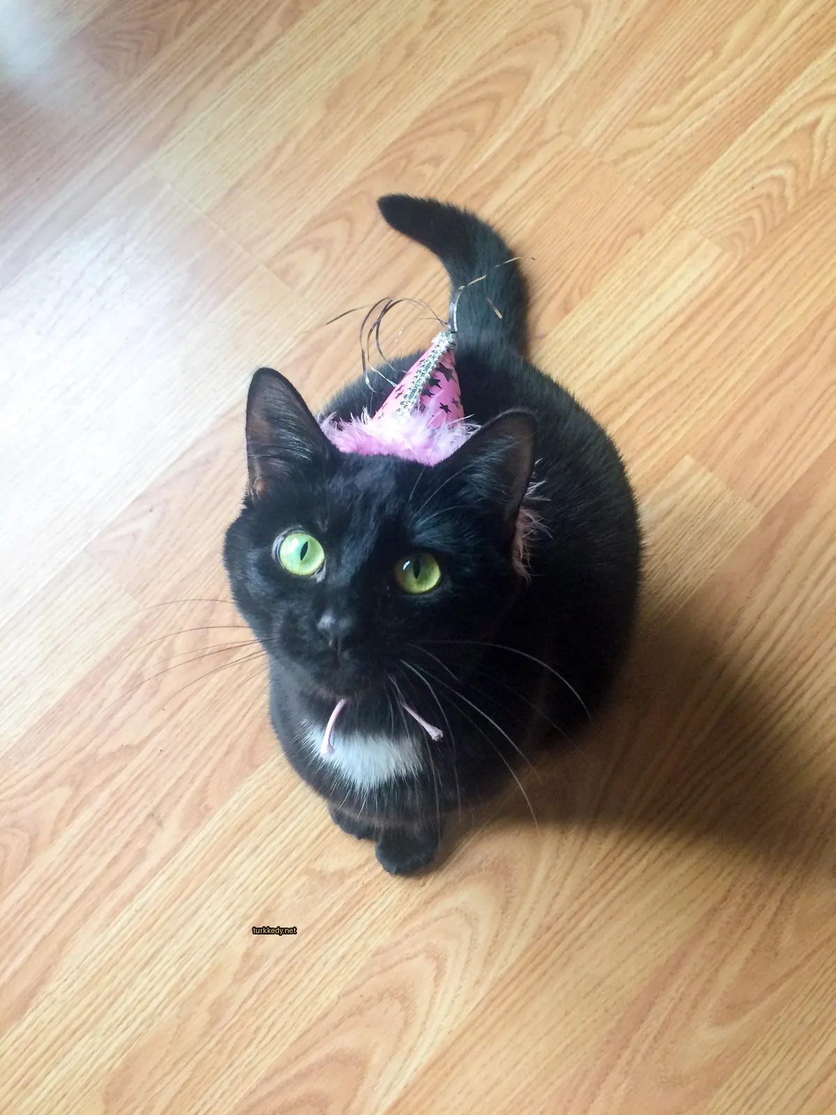 Kara bir kedi, başındaki pink parti şapkasıyla.