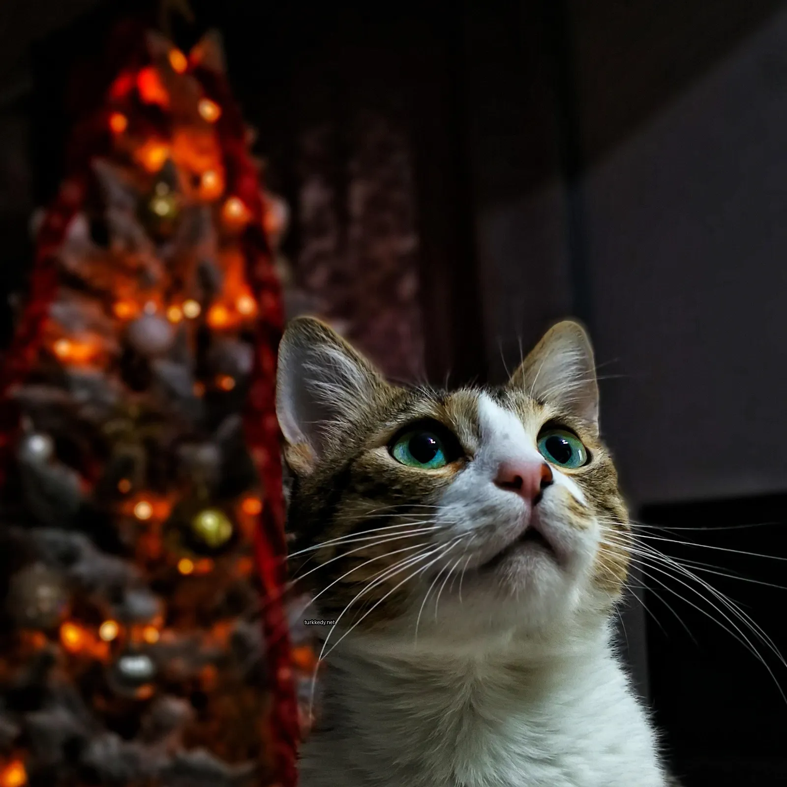 Beyaz ve kahverengi bir kedi kameralara bakıyor.