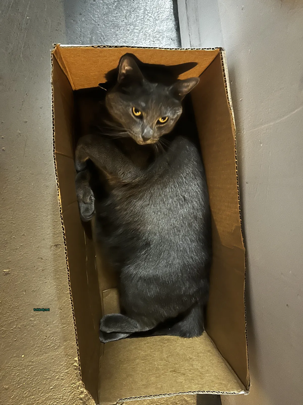 Siyah bir kedi kahverengi kutuda yatıyor.