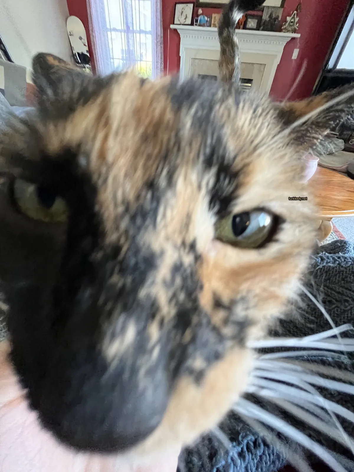 Kara ve kahverengi desenli bir kedi kameraya bakıyor.