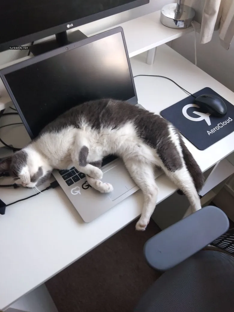 Beyaz ve gri bir kedi bir laptop üzerinde yatıyor.