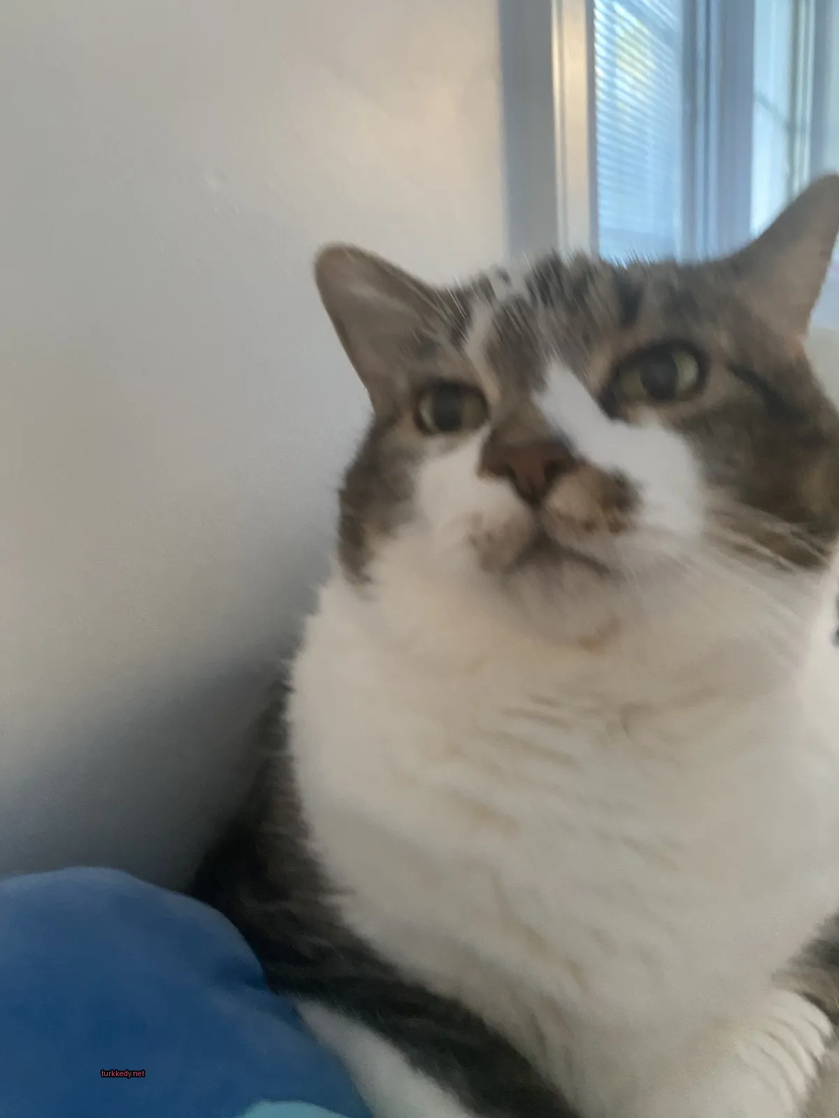 Beyaz ve kahverengi bir kedi, yünündeki şeritli desenle bir sofa üzerinde oturuyor.