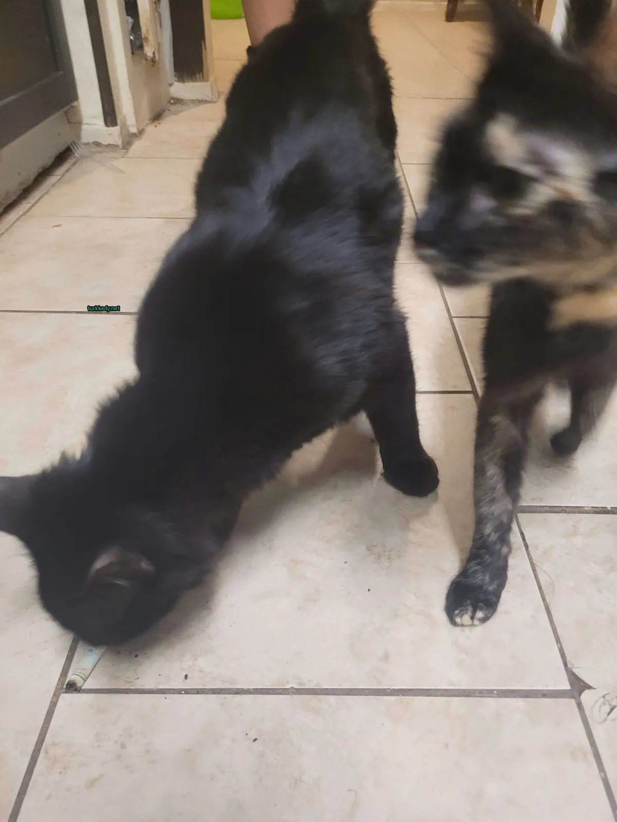 Siyah bir kedi beyaz bir ayakla zemini kokluyor.
