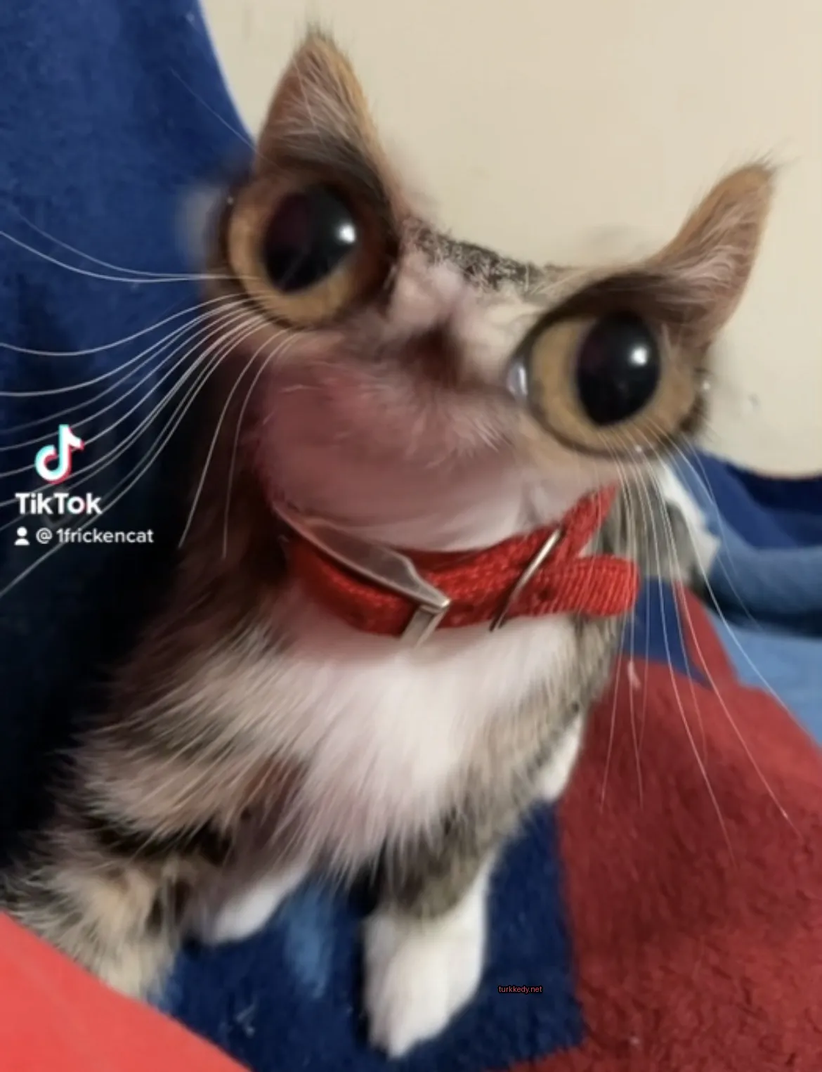 Kırmızı bir kolyeli siyah ve beyaz bir kedi bir minderin üzerinde oturuyor.
