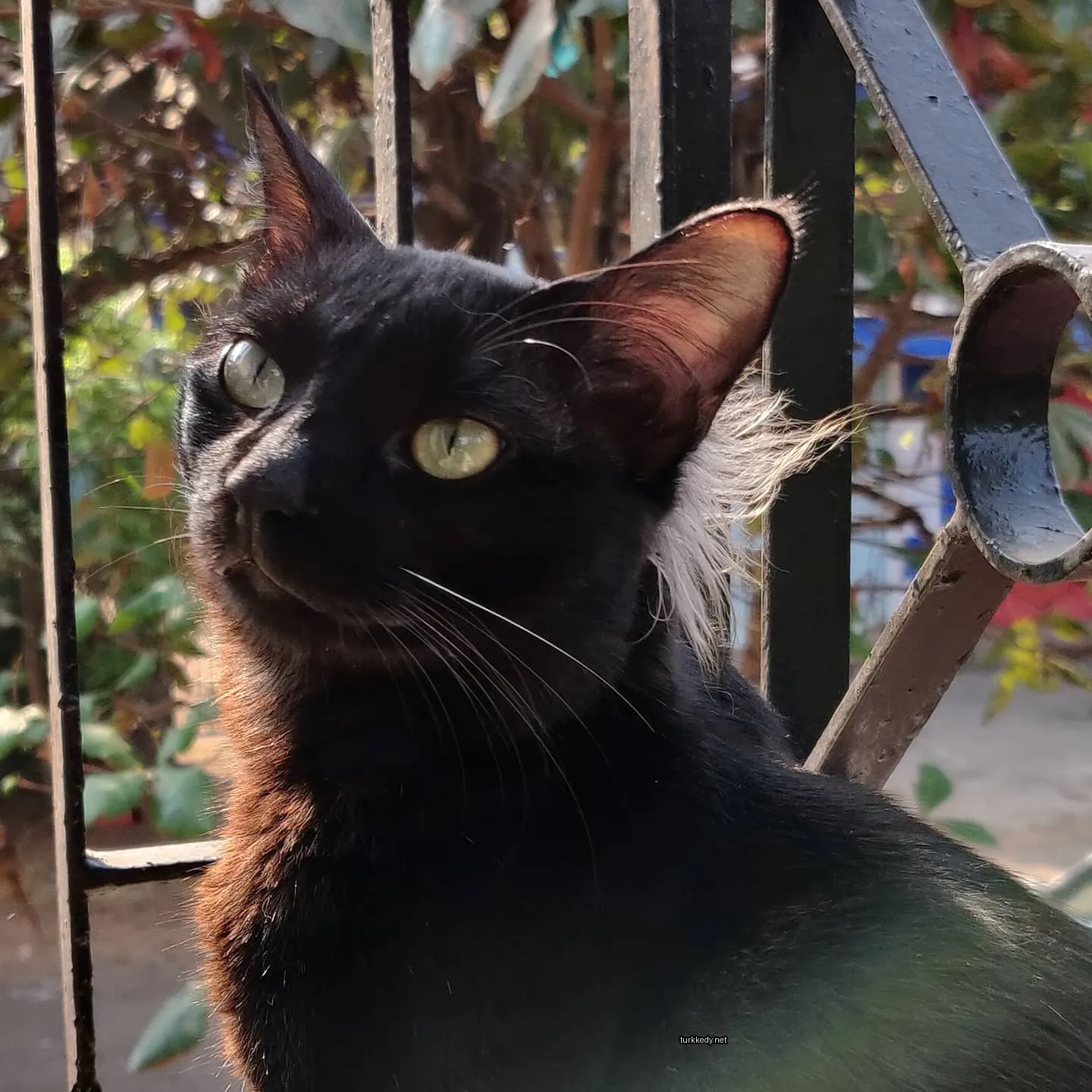 Siyah bir kedi, kafasında beyaz bir şerit bulunan, metal bir çit üzerinde oturuyor.