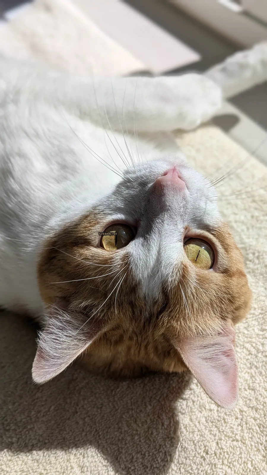 Beyaz ve turuncu bir kedi bir halı üzerinde yatıyor.