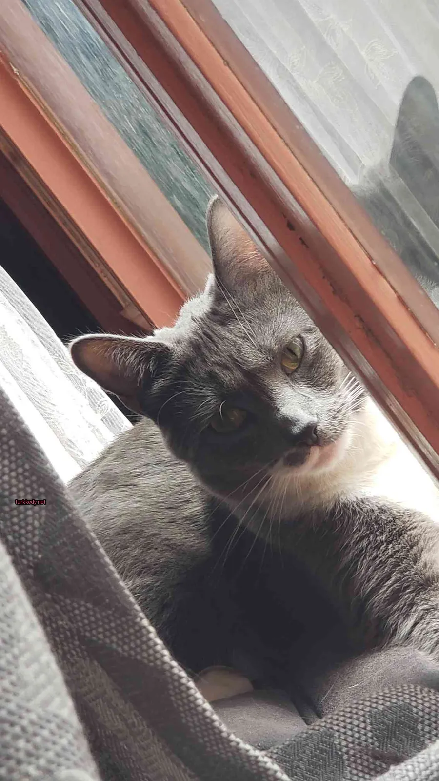 Gri bir kedi pencerede beyaz yanakları ve bıyıkları ile oturuyor.
