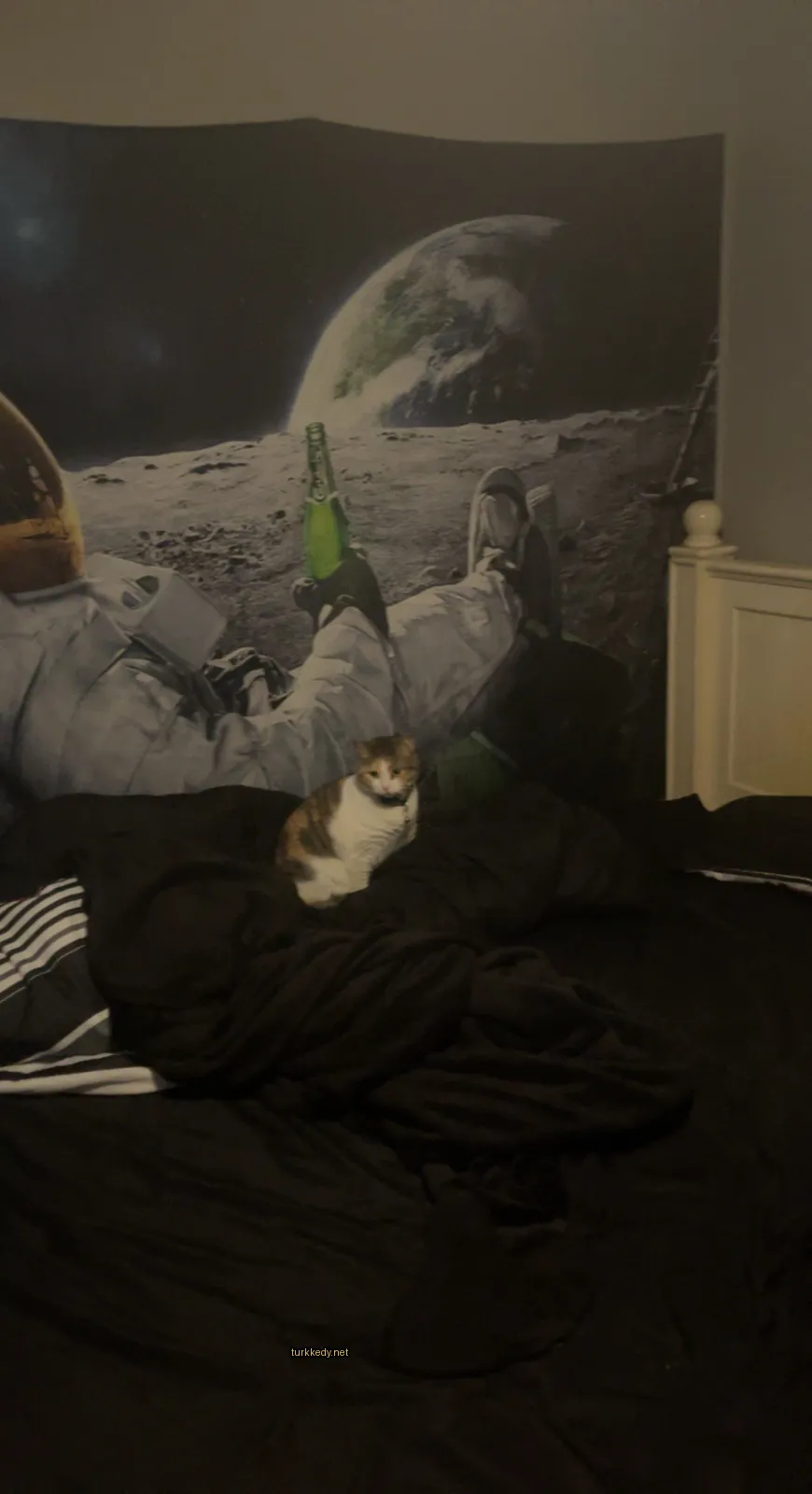 Beyaz ve kahverengi desenli bir kedi siyah bir yatakta oturuyor.