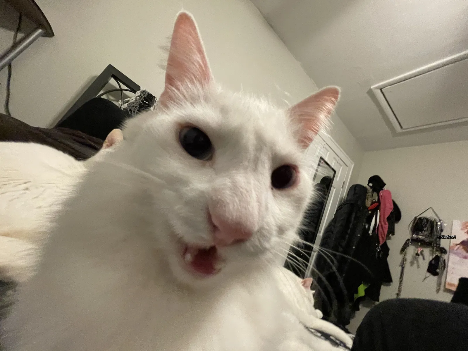 Beyaz bir kedi, siyah bir burnu ve kaşları ile yatakta oturuyor.