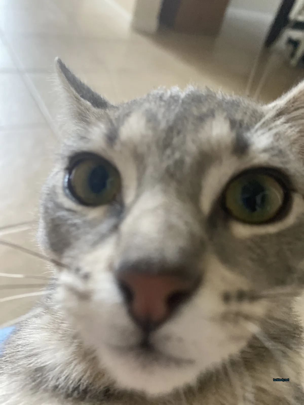 Gri ve beyaz bir kedi, yeşil gözleri ve pembe burunları var.