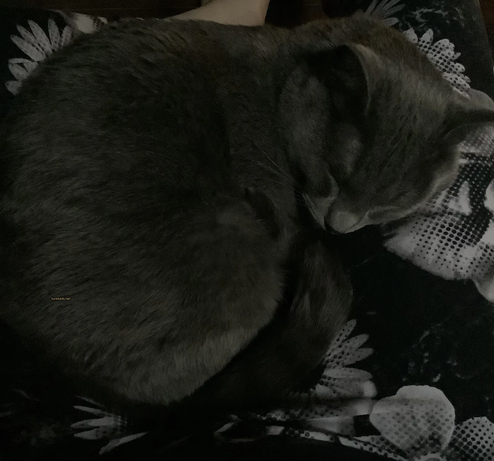 Gri bir kedi, siyah kuyruğu ve beyaz ayakları ile bir kişinin bacaklarındadır.