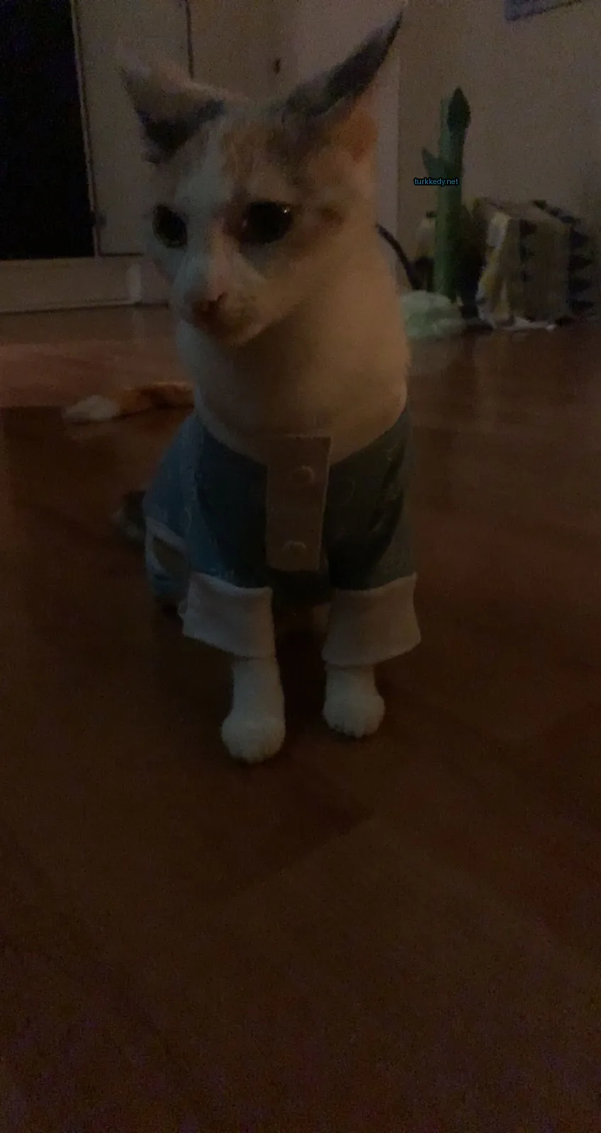 Beyaz bir kedi mavi bir gömlek ve pantolon giyerek ahşap zeminde oturuyor.