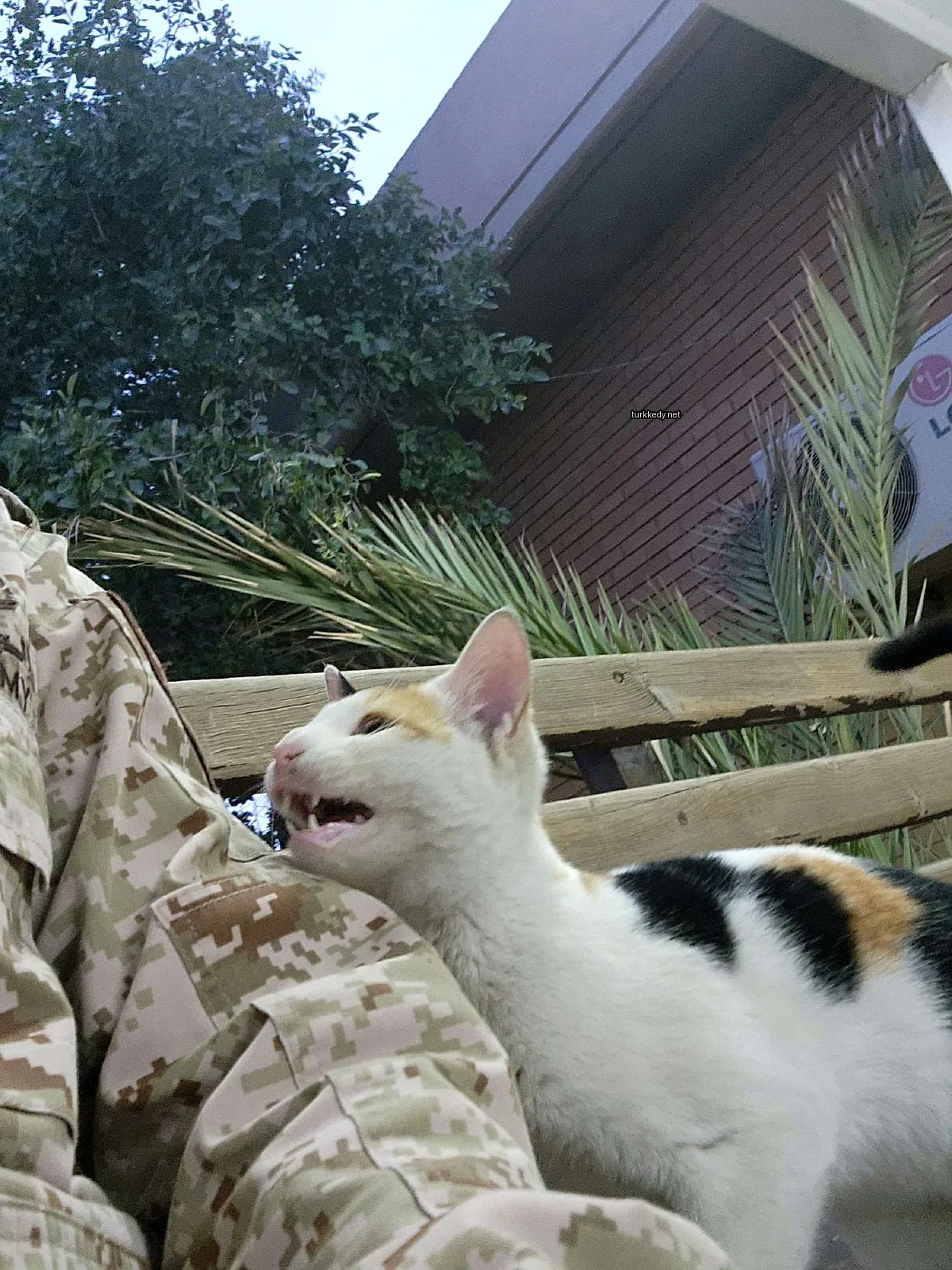 Siyah ve beyaz bir kedi, pink bir burun ve beyaz göğüs.