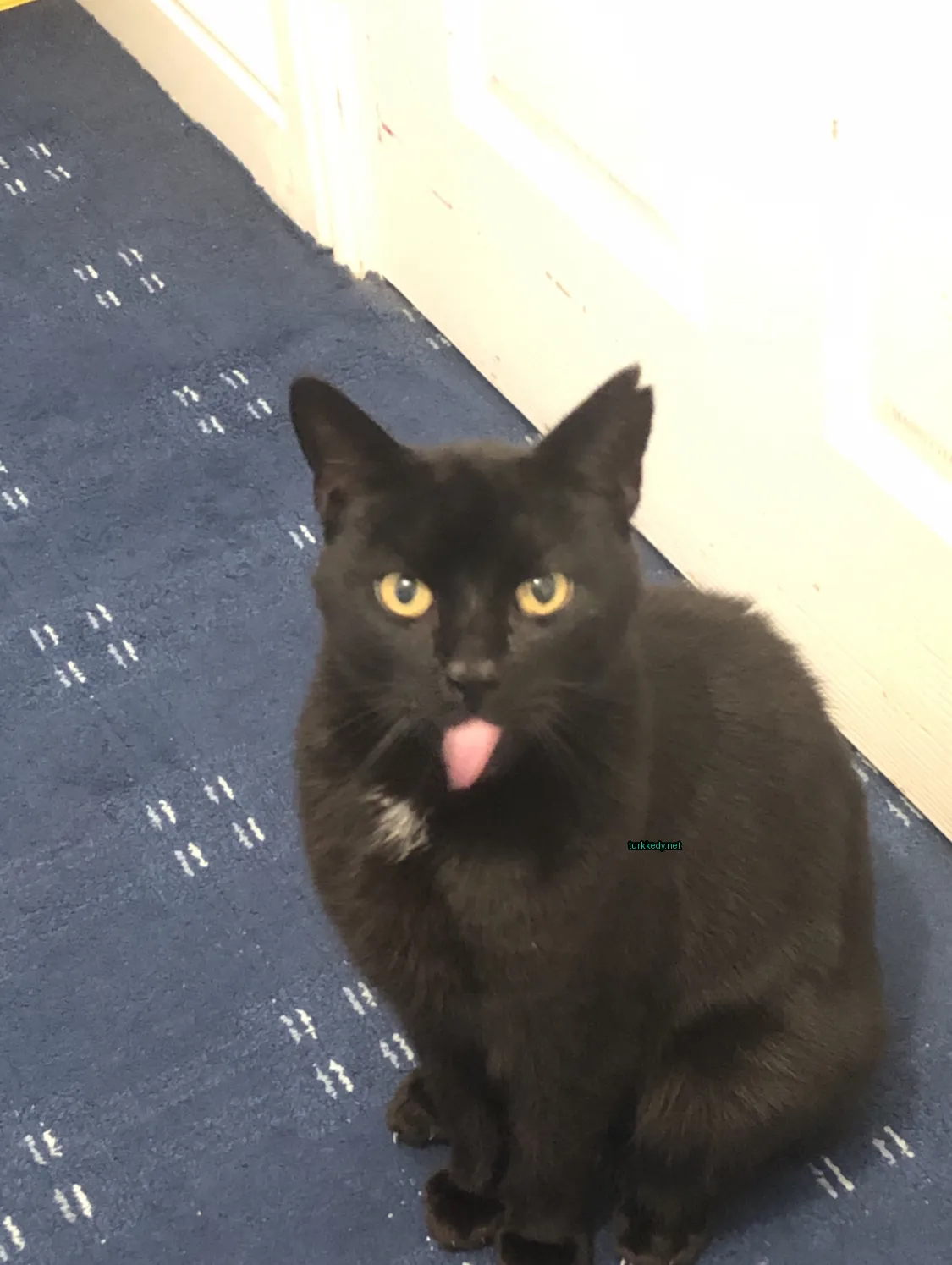 Siyah bir kedi mavi bir halı üzerinde sarı gözleri ve beyaz bir çene ile oturuyor.