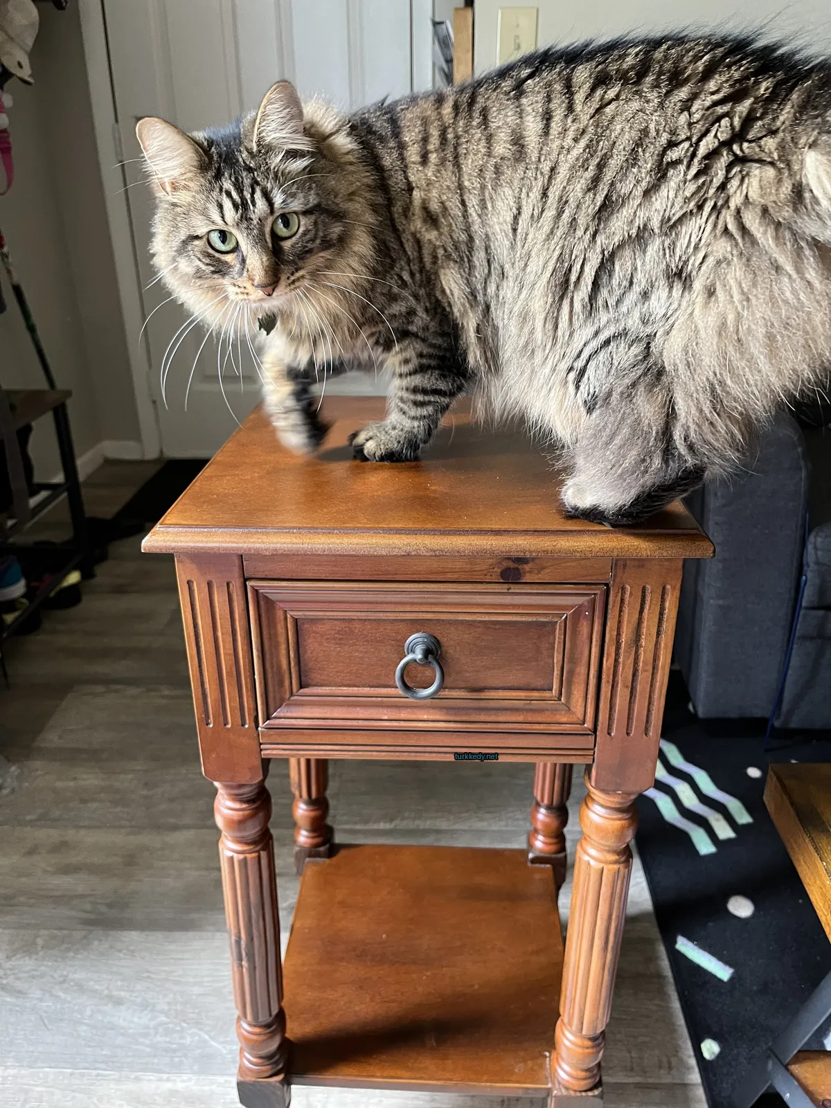 Gri ve beyaz bir kedi ahşap bir masada duruyor.