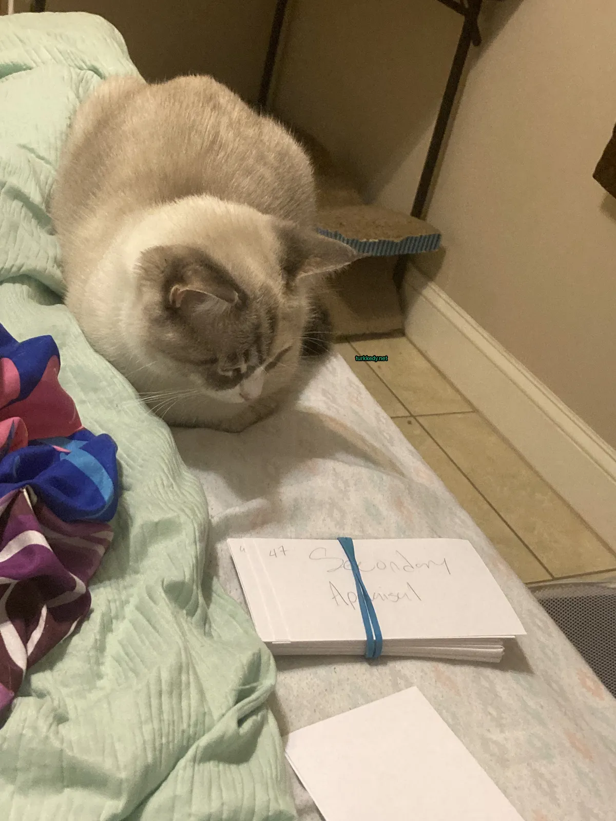 Gri ve beyaz bir püskürtüye sahip bir kedi yatakta yatıyor.