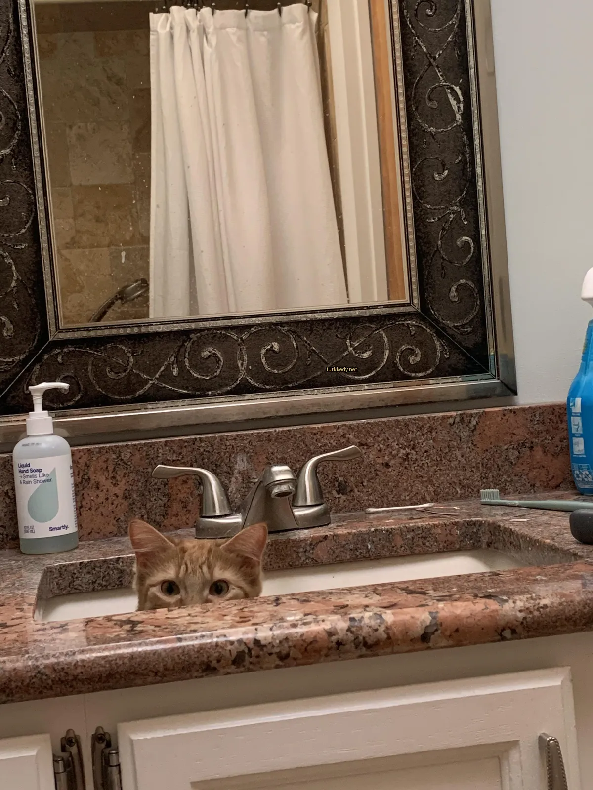 Bulaşık makinesinin altından bir kedi gözüküyor.