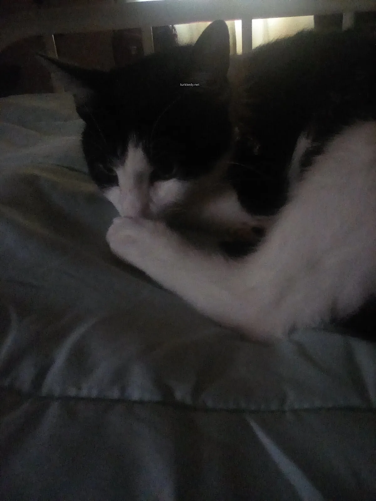 Beyaz ve siyah bir kedi yatakta yatıyor.