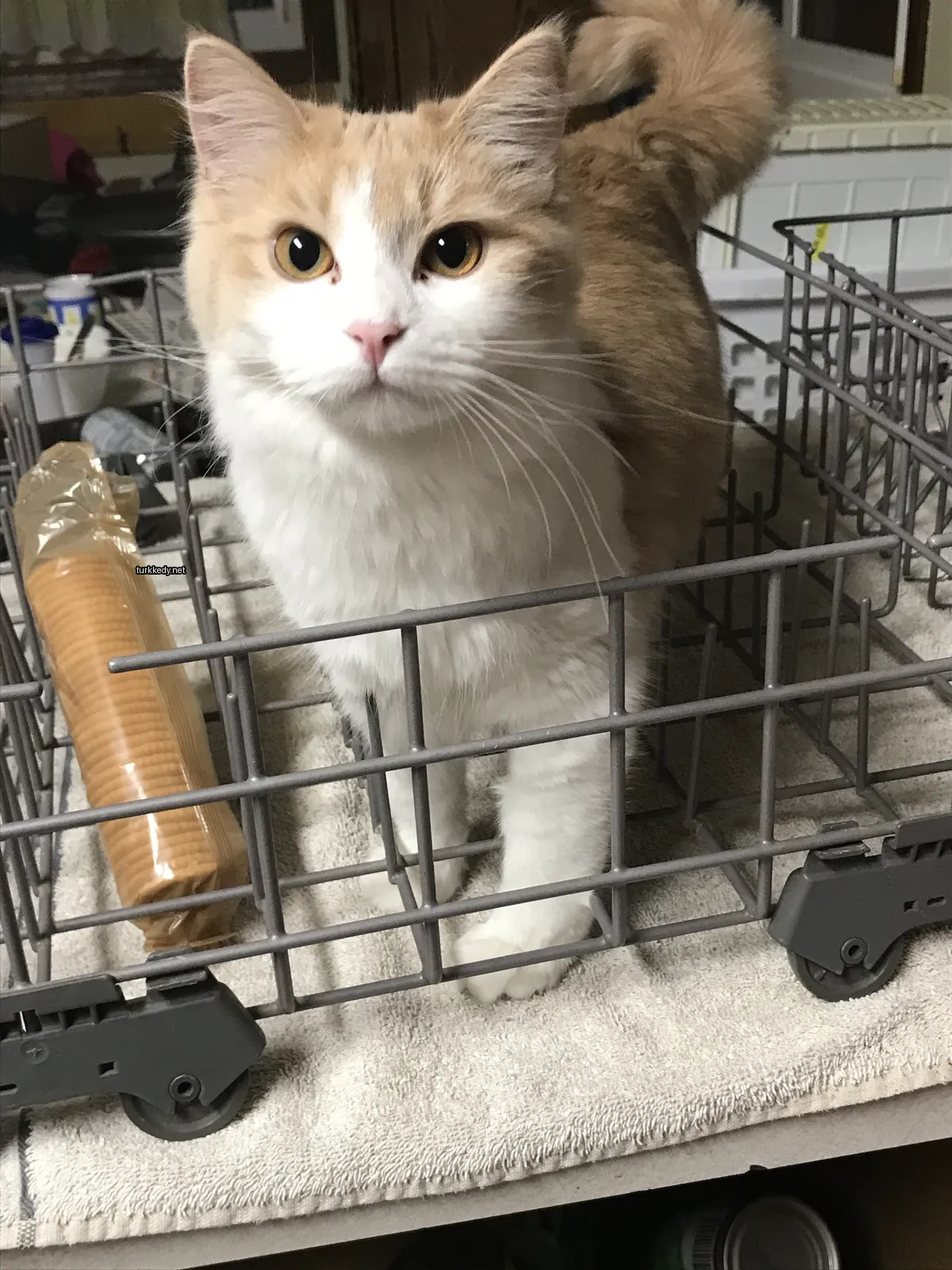 Beyaz ve turuncu bir kedi bir metal sepette oturuyor.