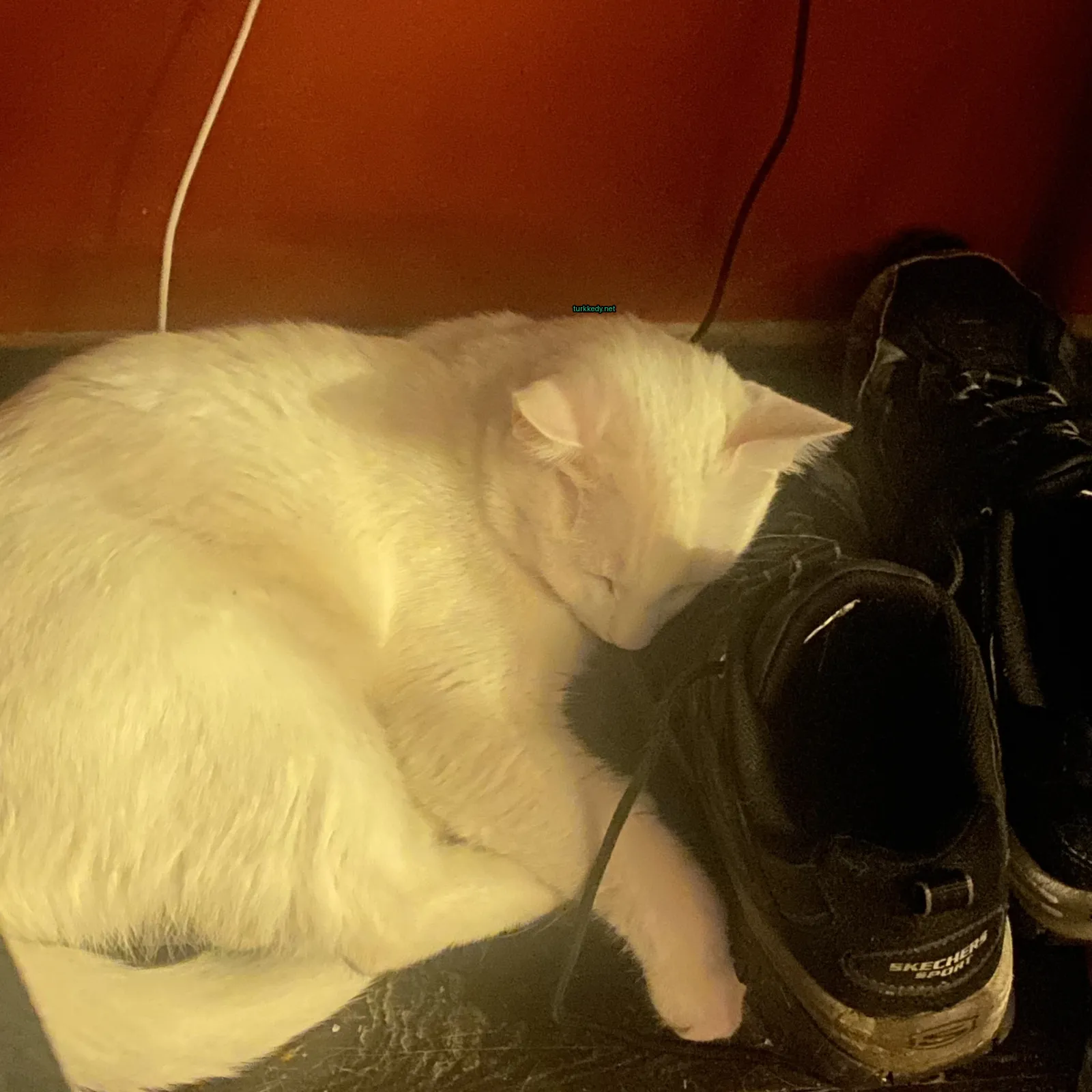 Beyaz bir kedi ayakkabının üzerinde uyuyor.