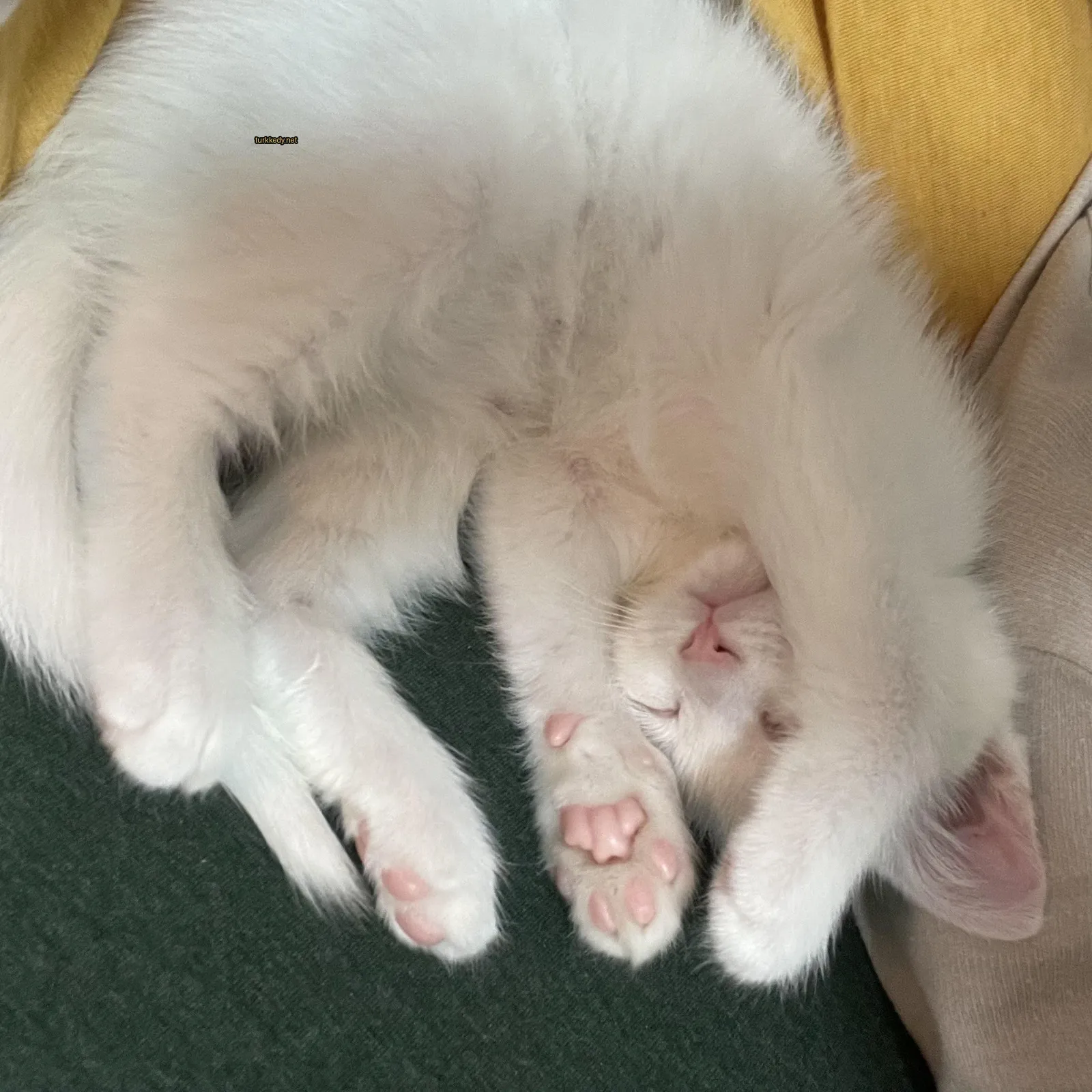 Beyaz bir kedi mavi ayakları ile yeşil bir yüzeyde yatıyor.