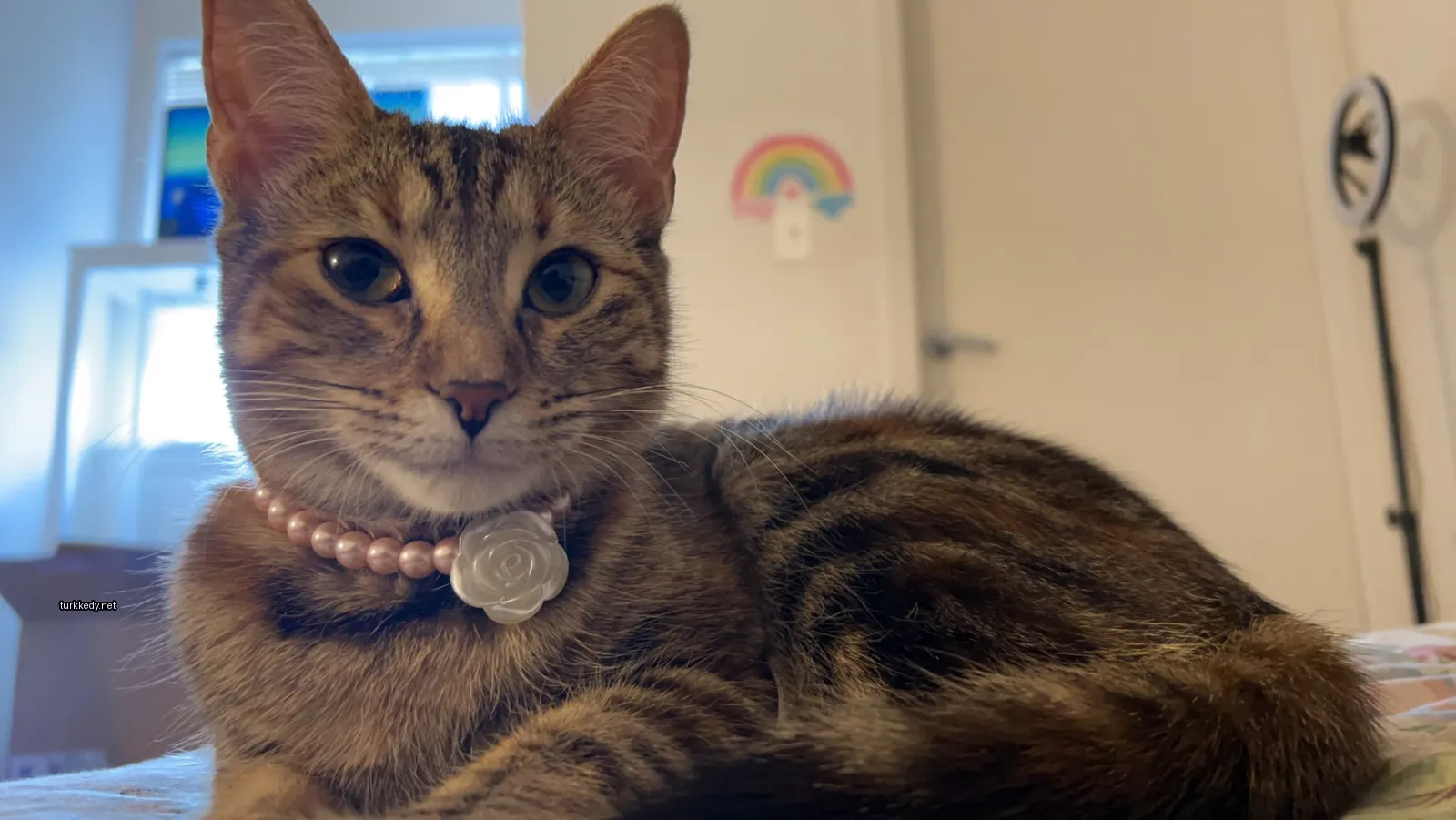 Kara ve beyaz bir kedi, bir çiçek takılı pink kolyeli bir masa üzerinde yatıyor.