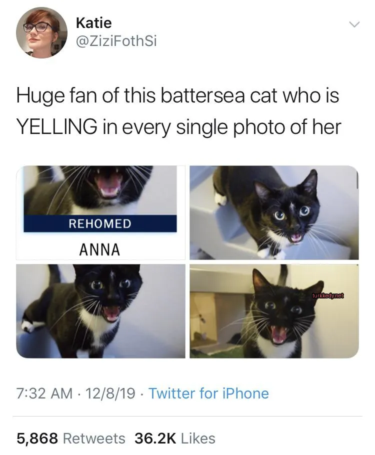 Siyah ve beyaz bir kedi, beyaz bir şeritli yüzü ile beyaz bir raflarda oturuyor.