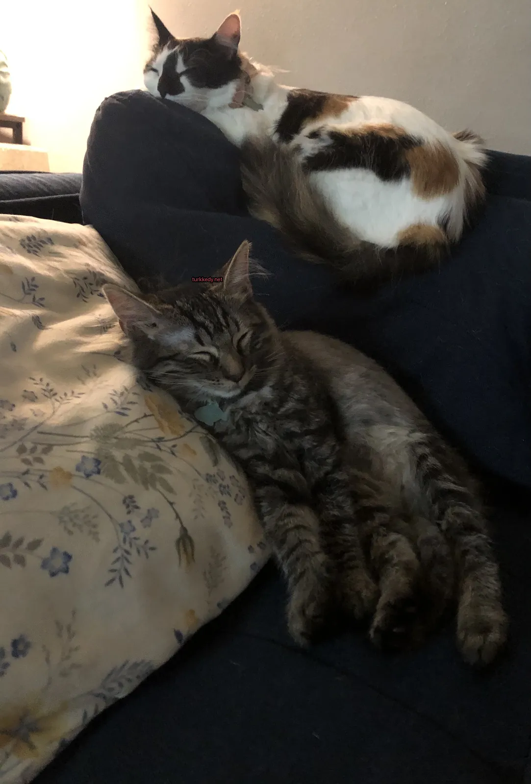 Gri ve beyaz bir kedi yastık üzerinde bir sofa üzerinde yatıyor.