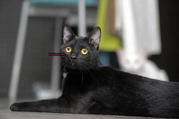 Siyah bir kedi sarı gözleriyle zemine yatıyor.