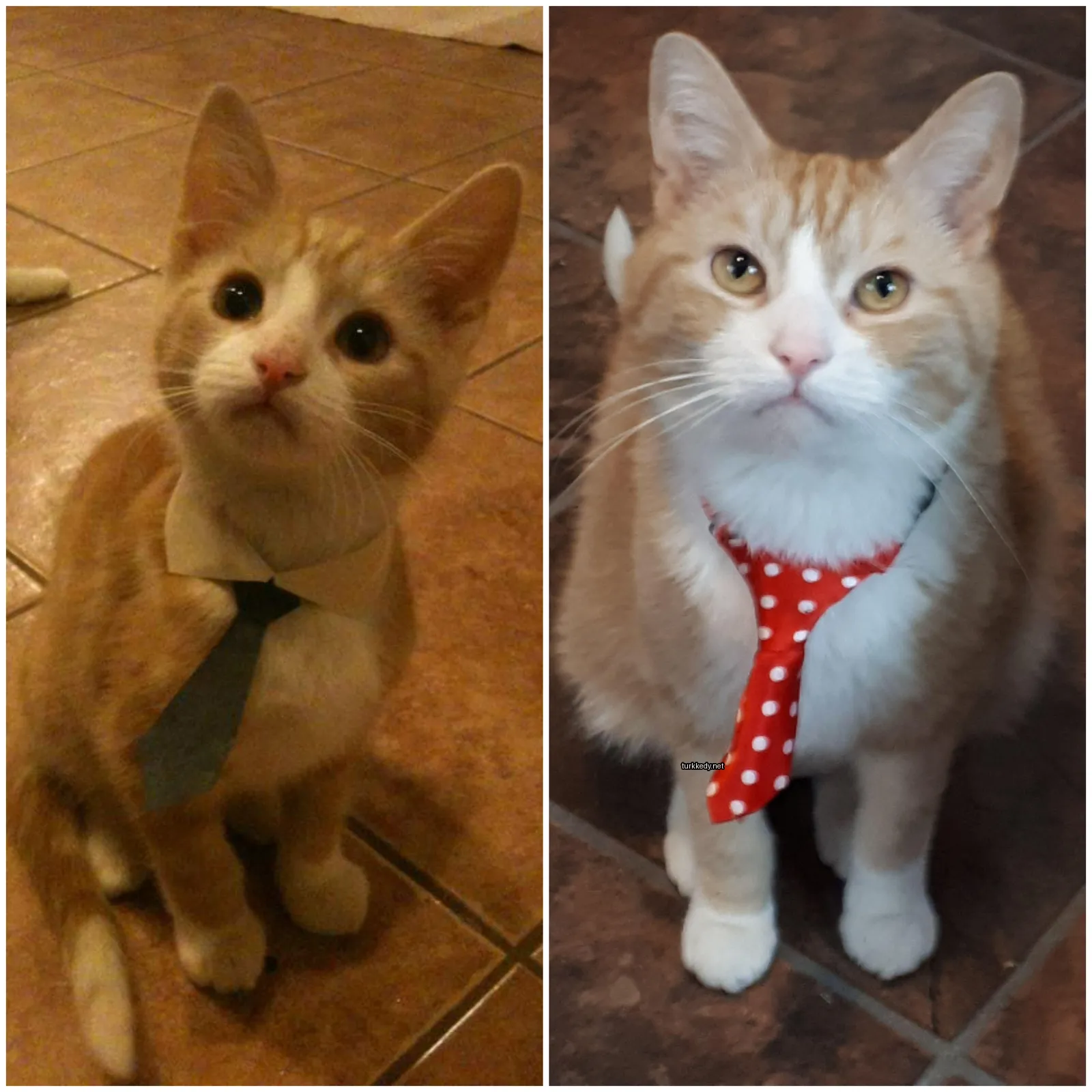 Mavi bir kravatlı küçük bir turuncu ve beyaz kedi.