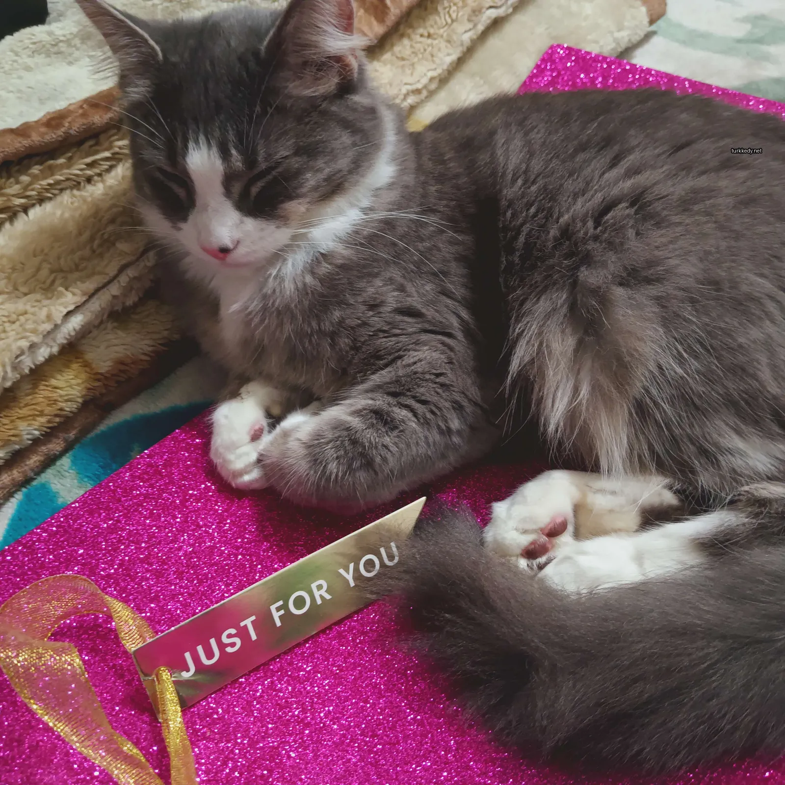 Gri ve beyaz bir kedi, pembe ve mor bir çarşaf üzerinde yatıyor.