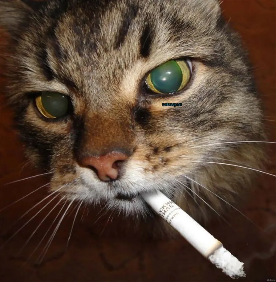 Yeşil gözleri ve damallı desenli bir kedi sigara içiyor.