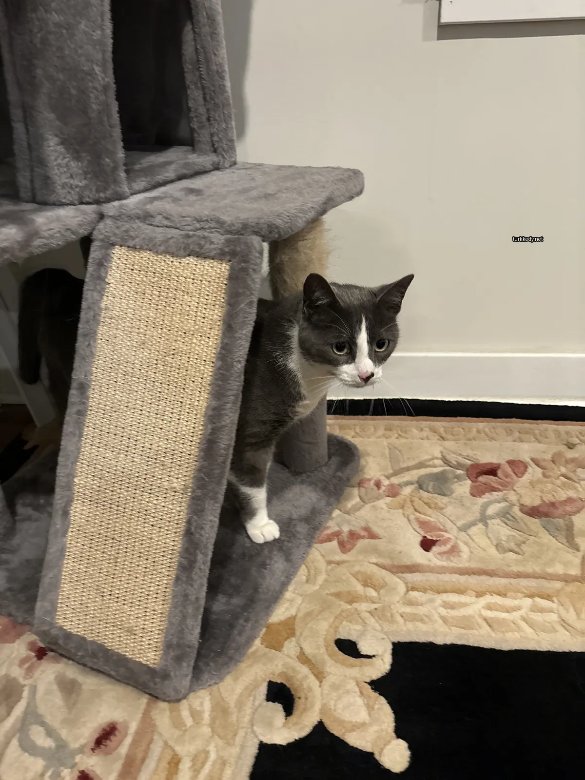 Gri ve beyaz bir kedi bir kedi ağacında duruyor.