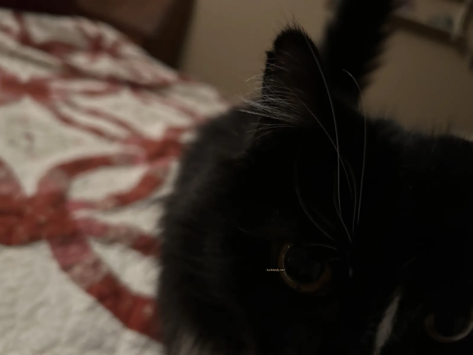 Siyah ve beyaz bir kedi yatakta yatıyor, yüzünde beyaz bir şerit var.