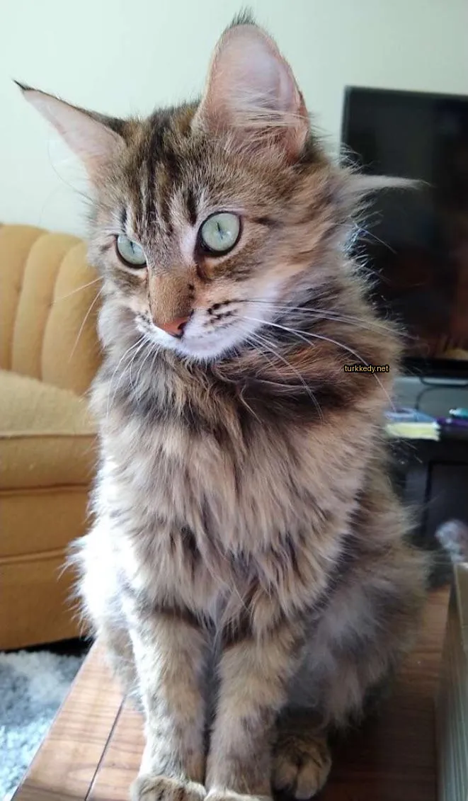 Bir kedi masada oturuyor, yeşil gözleri ve uzun kuyruğu var.