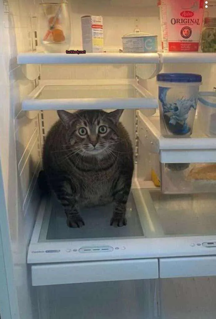 Bir çikolata rengi ve şerit desenli kedi, açık mutfak tezgahında oturuyor.