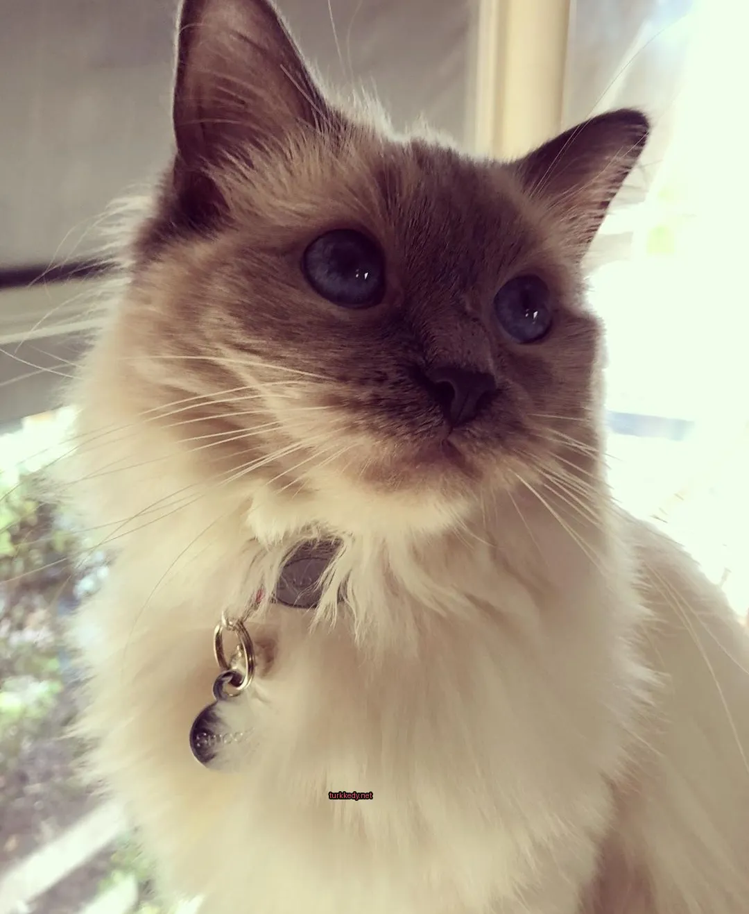 Beyaz bir kedi mavi gözleri ve pink kolyesi var.