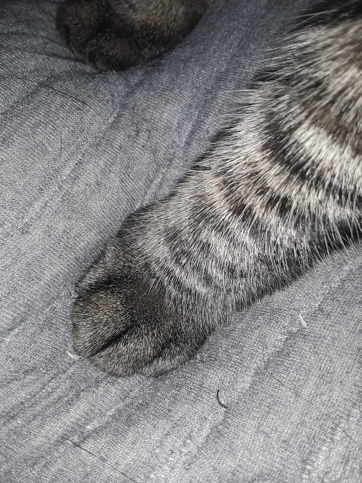 Gri ve siyah şeritli bir kedi bir minderin üzerine bir ayak koymuş.