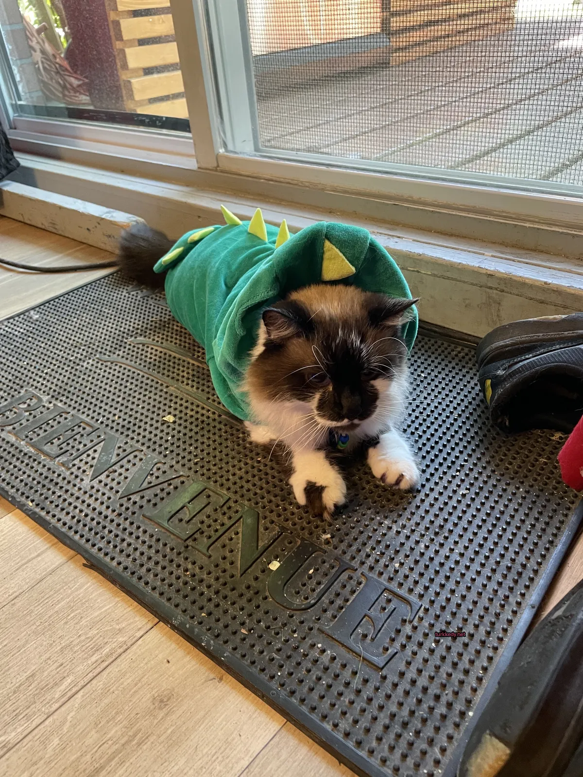 Yeşil bir dinosaur kostümü giyen bir kedi yastık üzerinde yatıyor.