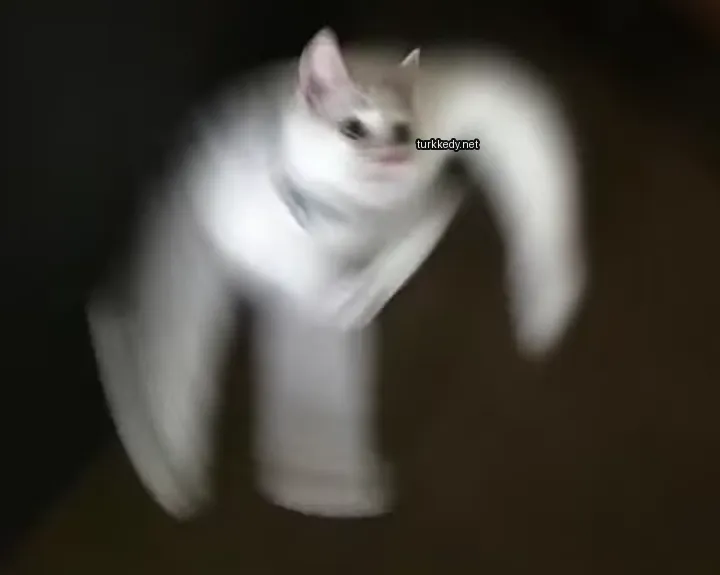 Beyaz bir kedi, siyah bir kolye ve siyah bir burnuyla ahşap zeminde duruyor.