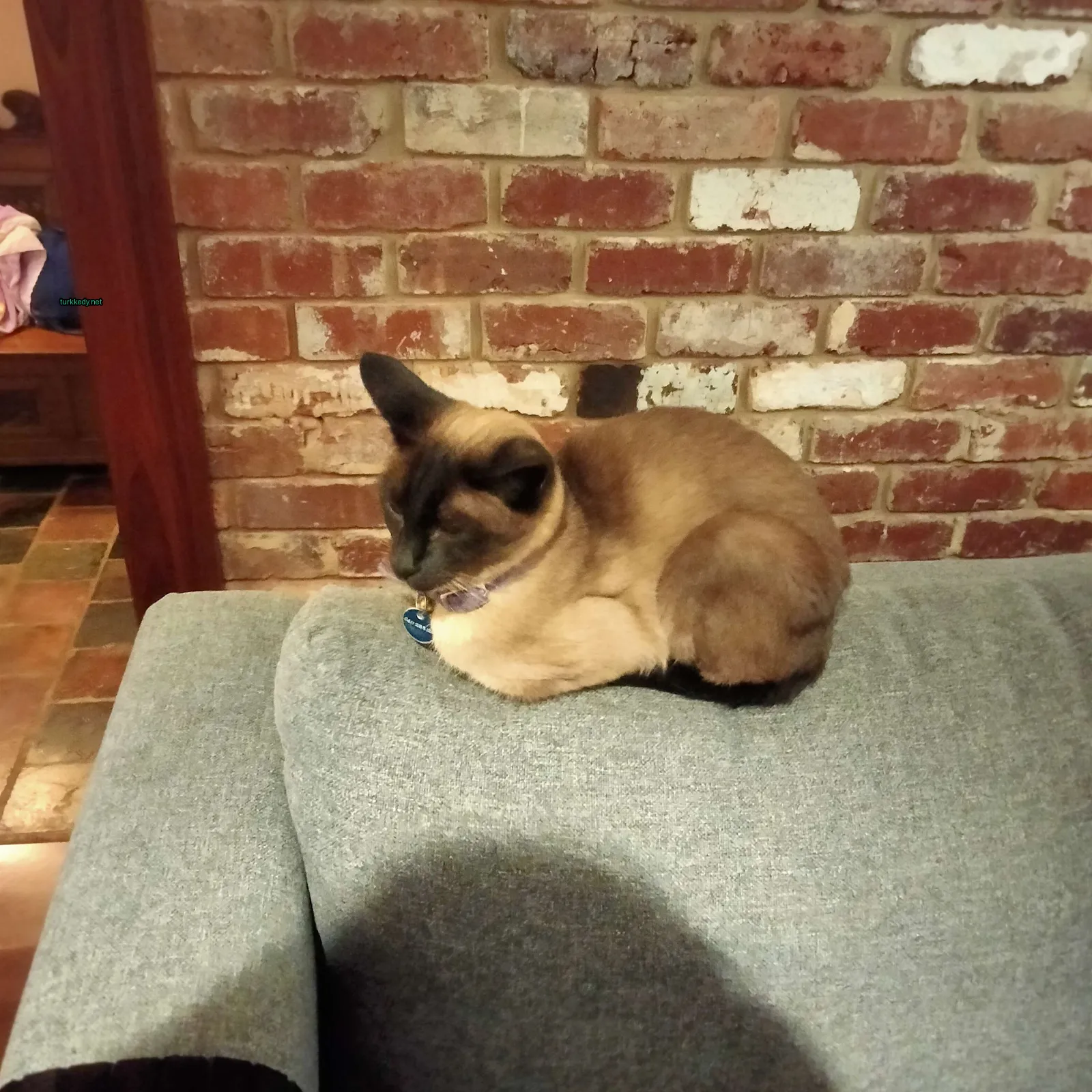Mavi kolyeli bir Siyam kedi bir sofa üzerinde oturuyor.