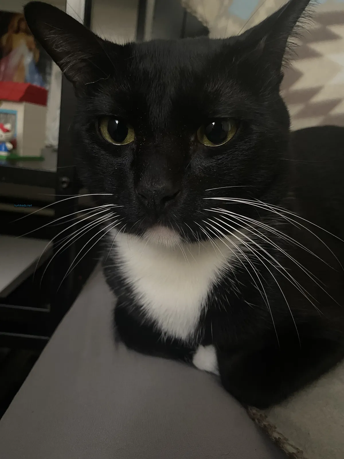 Beyaz ve siyah bir kedi yatakta oturuyor.