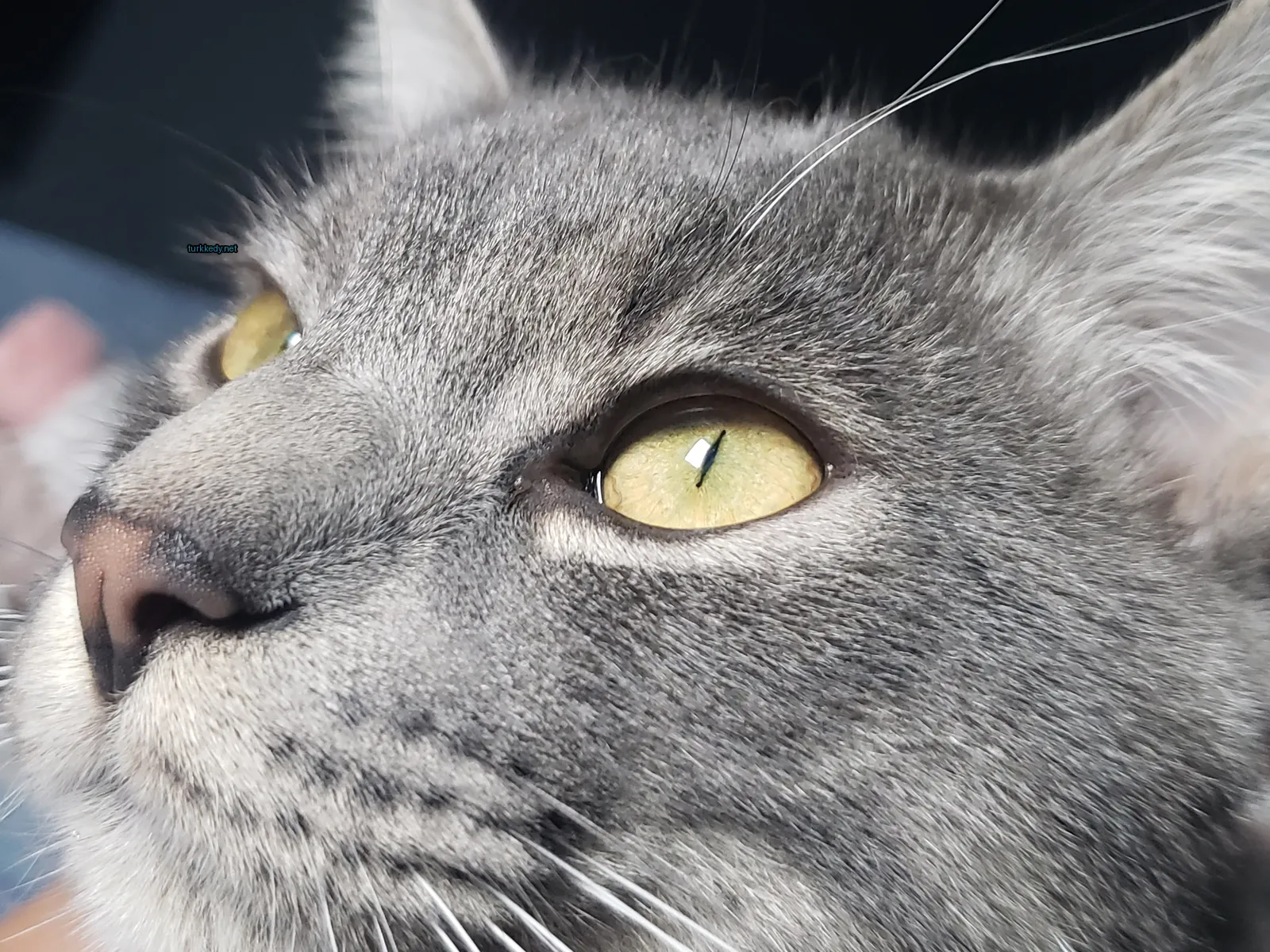 Gri bir kedi, sarı gözleri ve beyaz burunlu.