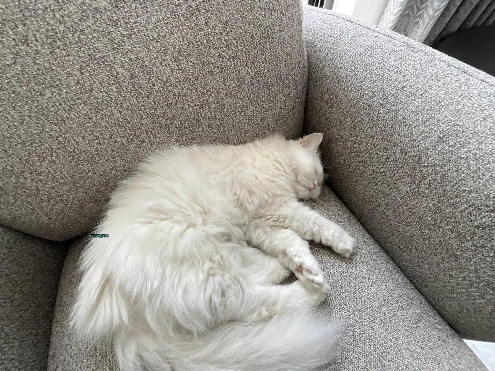 Beyaz bir kedi bir sofa üzerinde uyuyor.