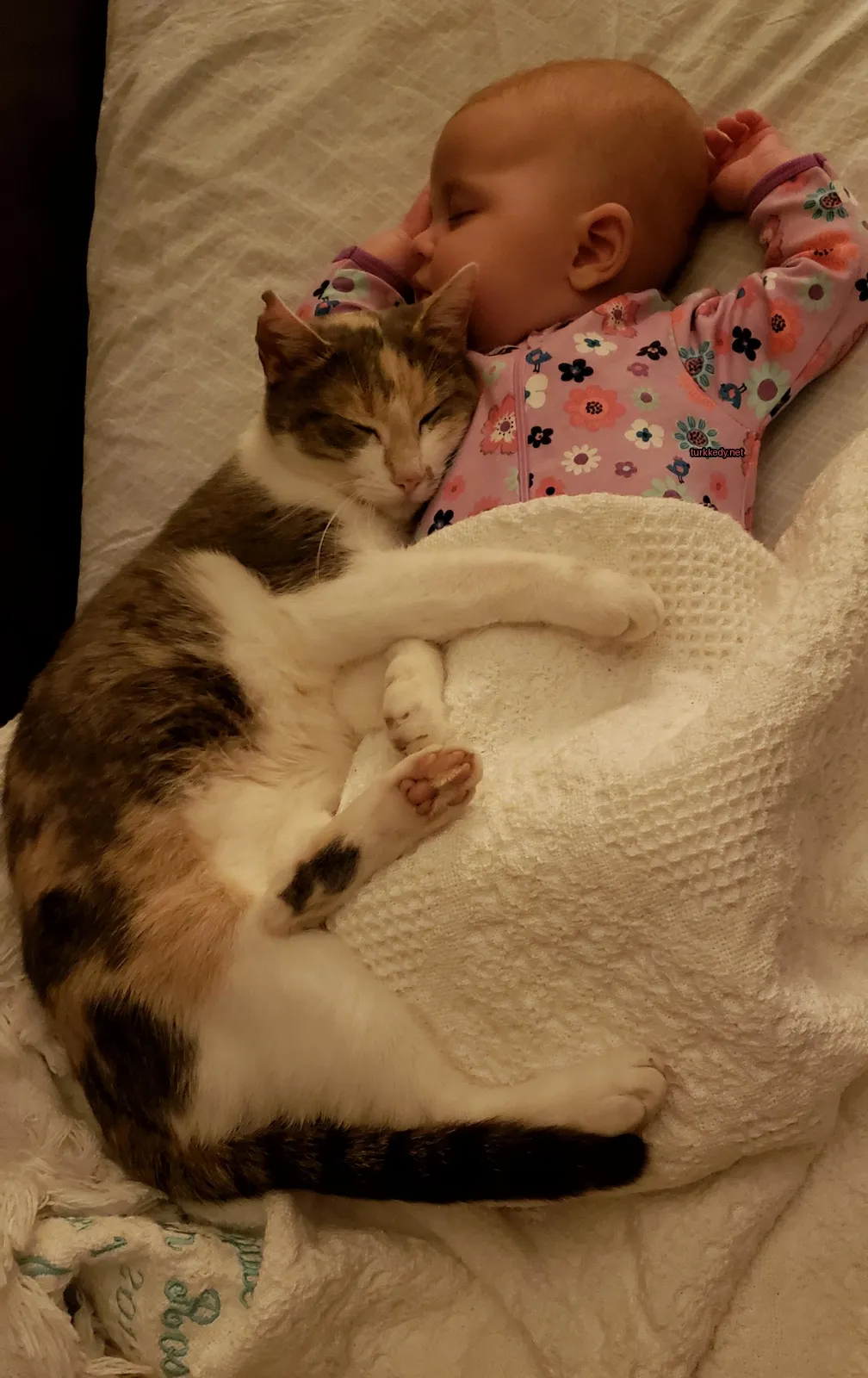 Koyu ve beyaz bir püskürtüye sahip bir kedi, beyaz bir yastıkta bir bebekle yan yana yatıyor.