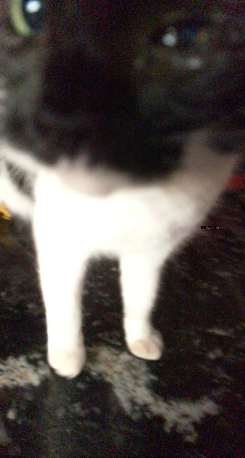 Beyaz ve siyah bir kedi bir tezgahın üzerinde duruyor.