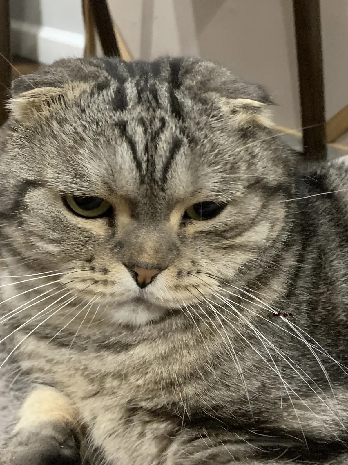 Gri ve beyaz bir kedi, bir halı üzerinde yatarak çizgili bir desene sahiptir.